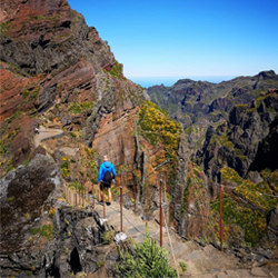 Picoareiro Madeira