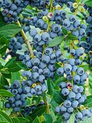 Blueberry consumption good for heart Study